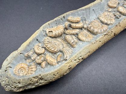 Ammonite Nodule