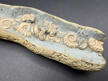 Ammonite Nodule