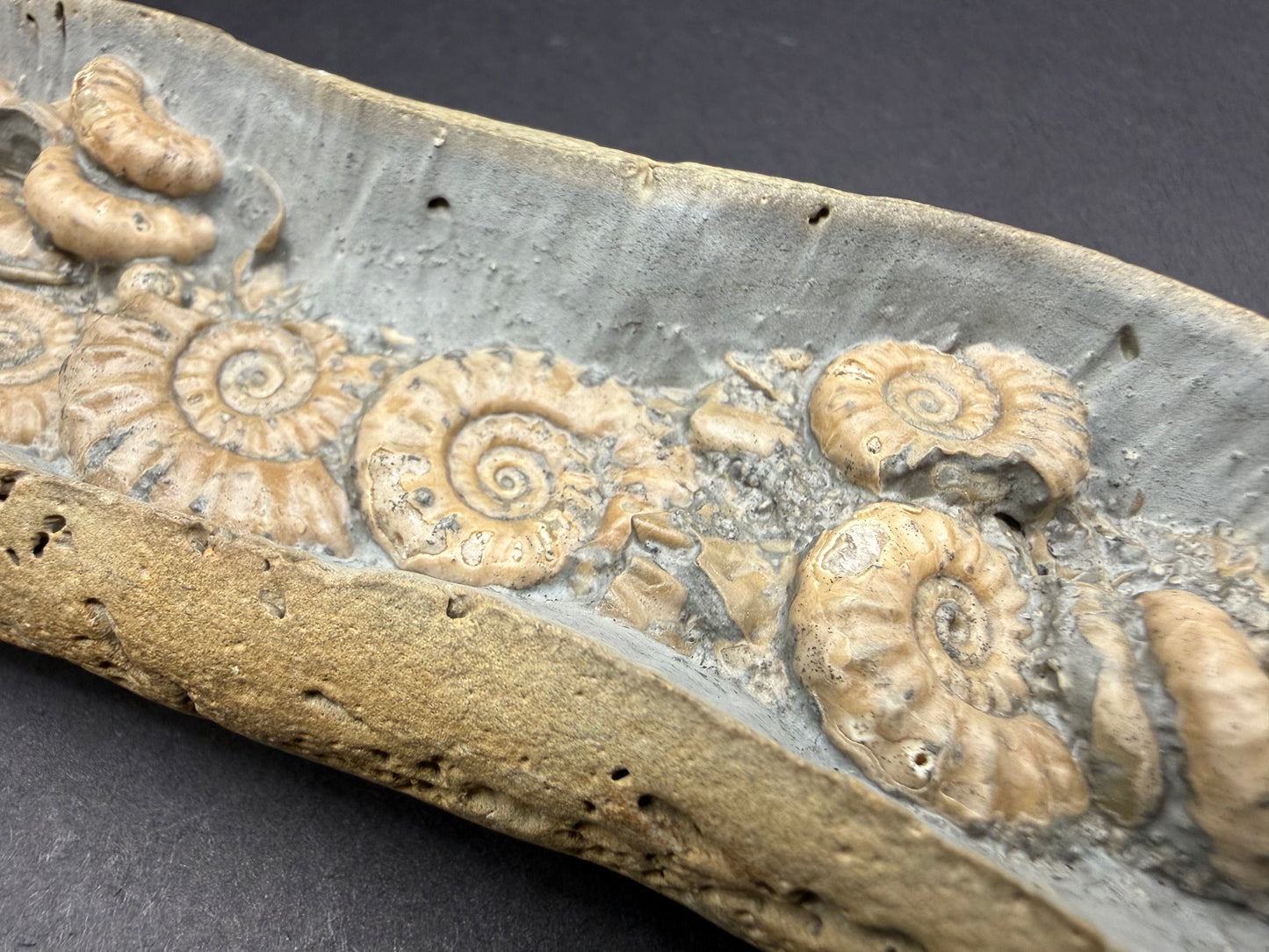 Ammonite Nodule