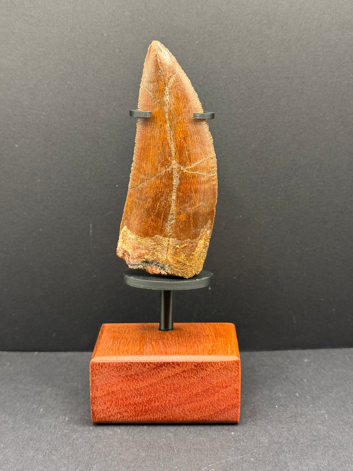 Carcharodontosaurus Tooth