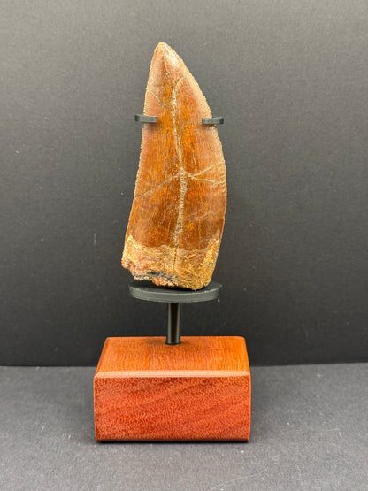 Carcharodontosaurus Tooth