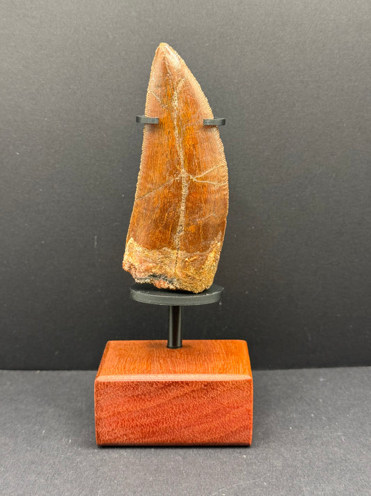 Carcharodontosaurus Tooth