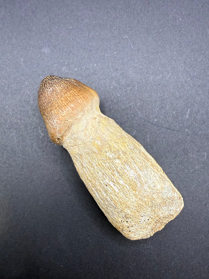 Globidens Tooth
