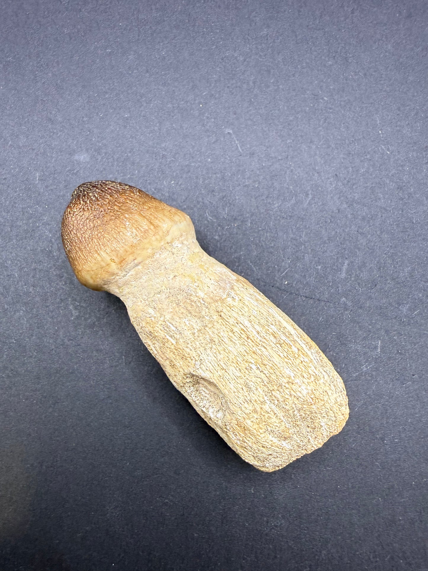 Globidens Tooth