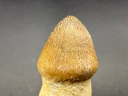 Globidens Tooth