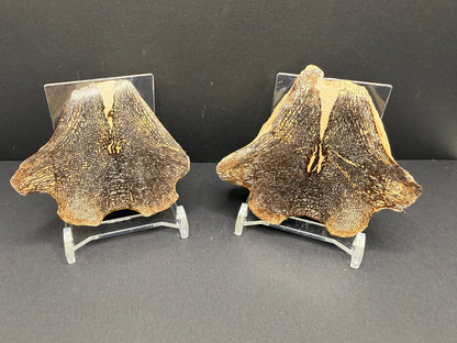 Mosasaurid Vertebrate