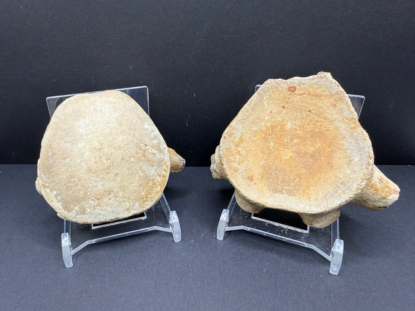 Mosasaurid Vertebrate
