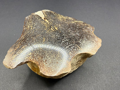 Mosasaurid Vertebrate