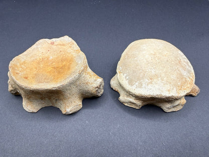 Mosasaurid Vertebrate