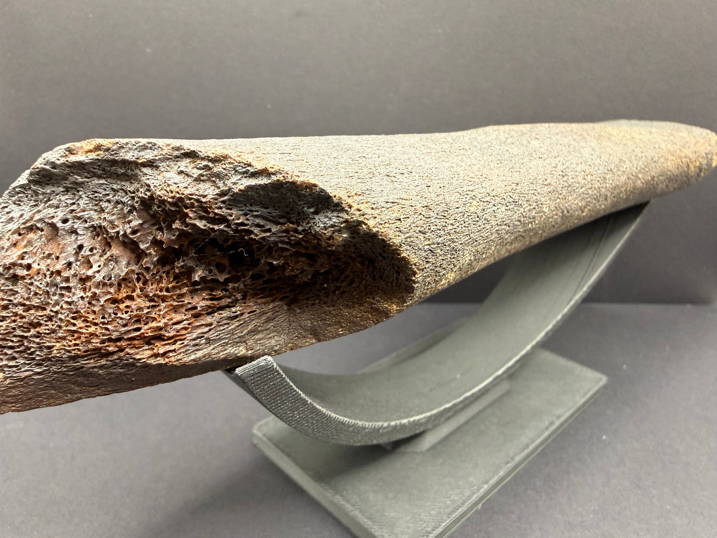 Whale Rib Bone