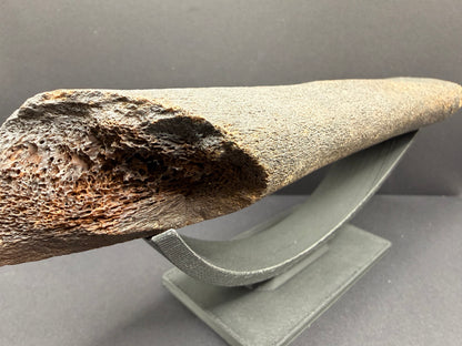 Whale Rib Bone