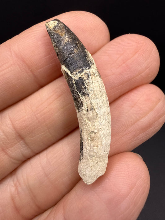 Dolphin Tooth