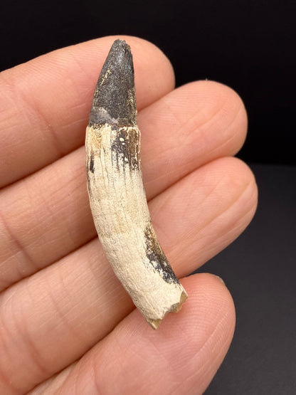 Dolphin Tooth