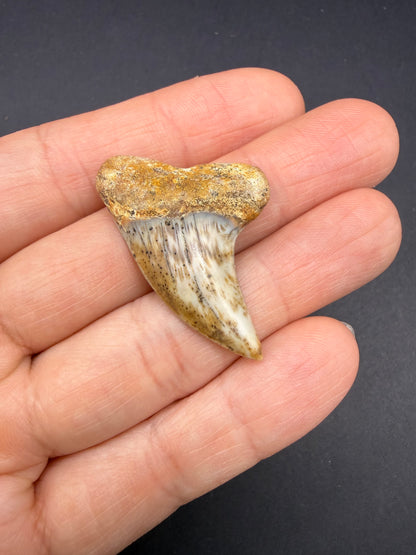 Mako Tooth