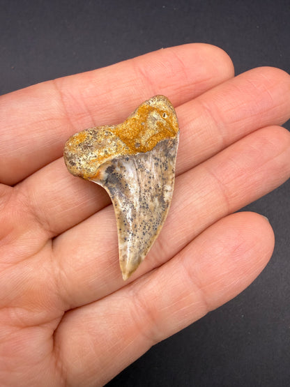 Mako Tooth