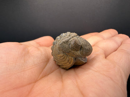 Enrolled Moroccops Trilobite