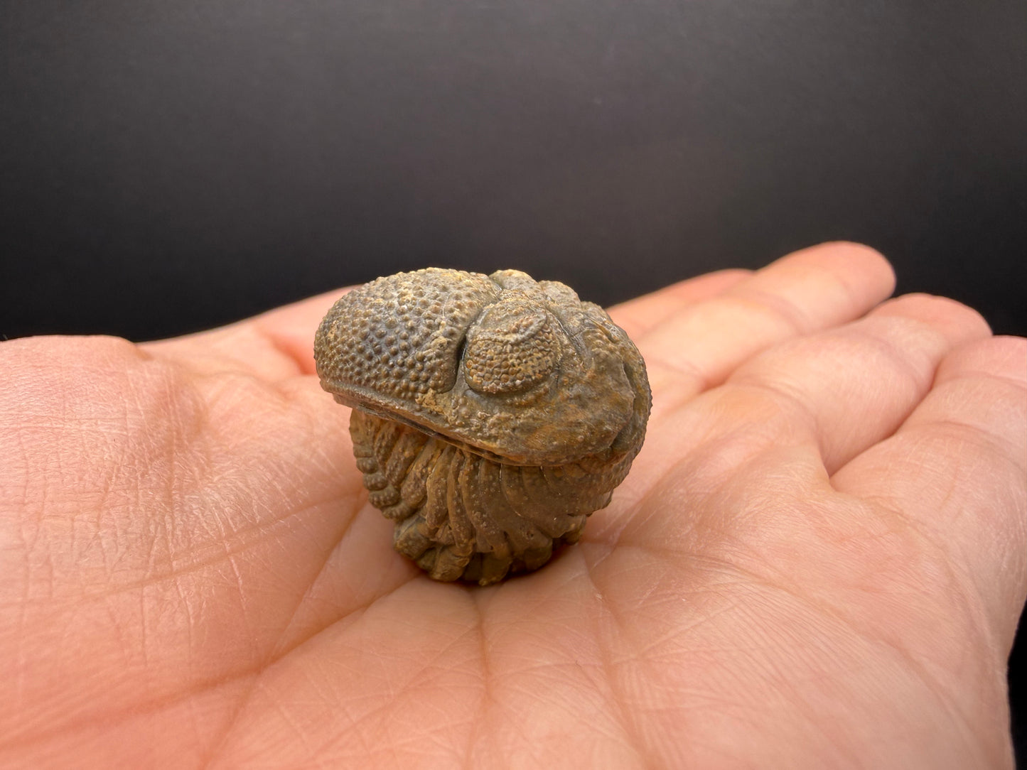 Enrolled Moroccops Trilobite